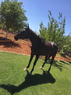 At Terapisi / Hipoterapi E�itimimiz